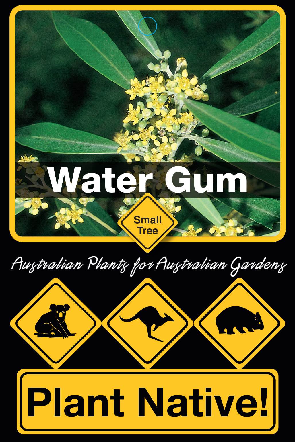Water Gum - Plant Native!
