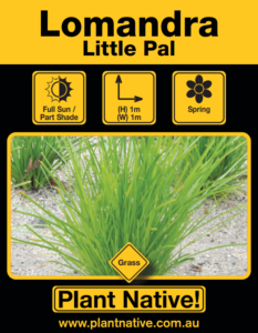 Little Pal - Lomandra confertifolia - Tuftie by PlantNative!