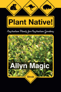Allyn Magic (cmena ‘Allyn Magic’) - Shrubs Range by Plant Native!