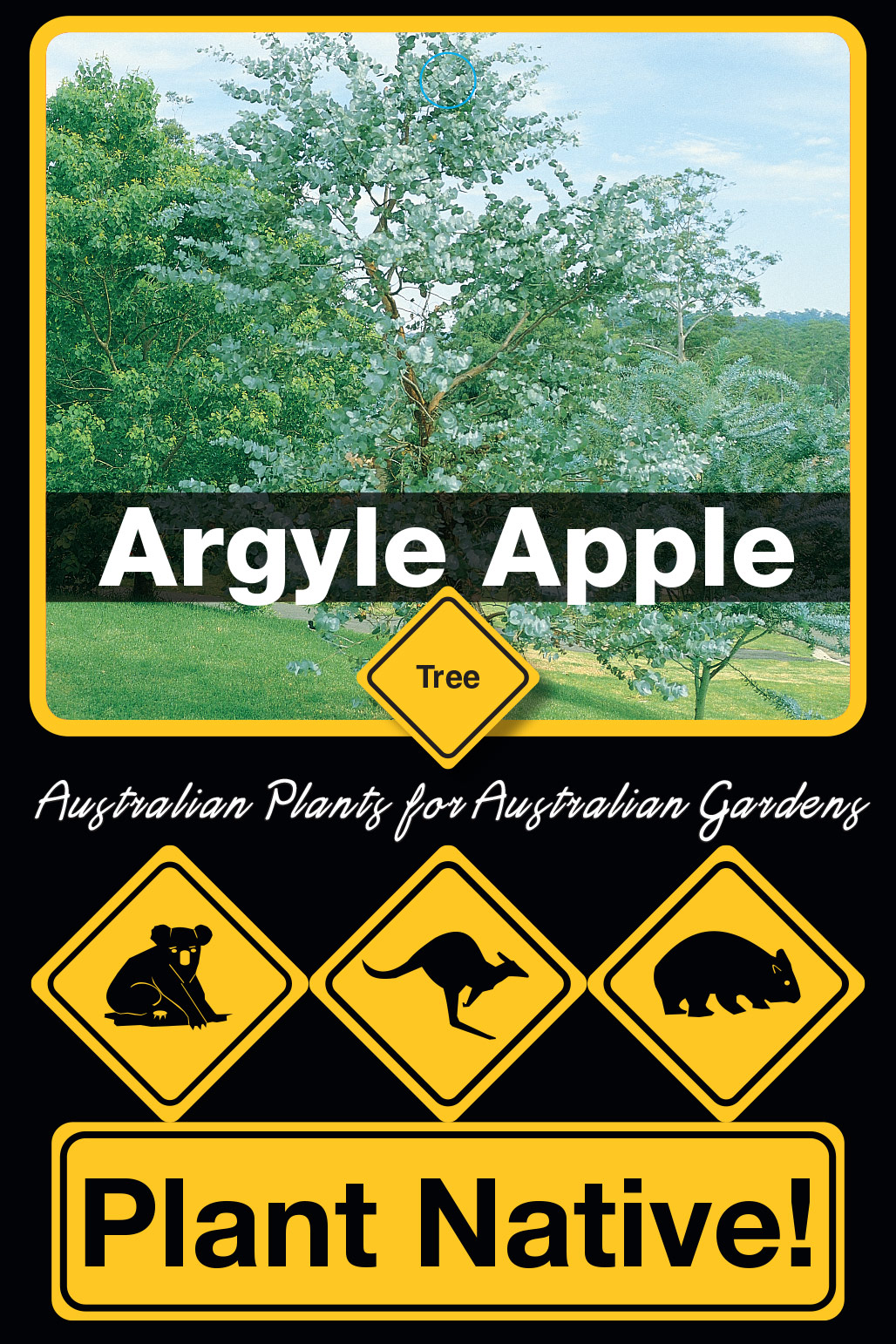 Argyle Apple - Plant Native!