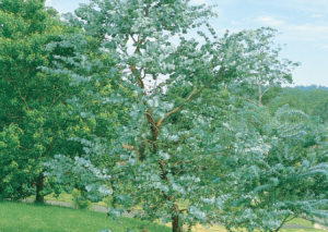 Argyle Apple - Eucalyptus cinerea - Tree range by Plant Native!