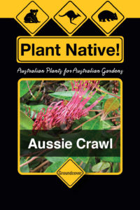 Aussie Crawl (Grevillea laurifolia) - Ground Covers Range by Plant Native!