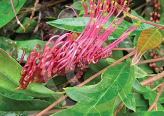 Aussie Crawl (Grevillea laurifolia) - Ground Covers Range by Plant Native!