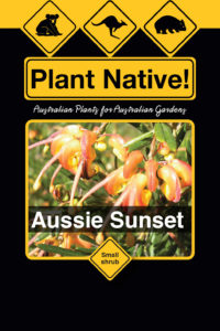 Aussie Sunset - Grevillea (G.baueri xG.Alpina) x G.Rosmar.Lutea - Shrubs by Plant Native!