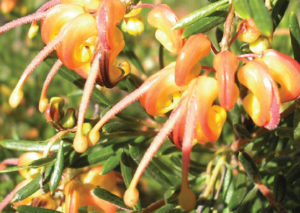 Aussie Sunset - Grevillea (G.baueri xG.Alpina) x G.Rosmar.Lutea - Shrubs by Plant Native!