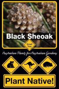 Black Sheoak - Small Tree Plant Native! Range