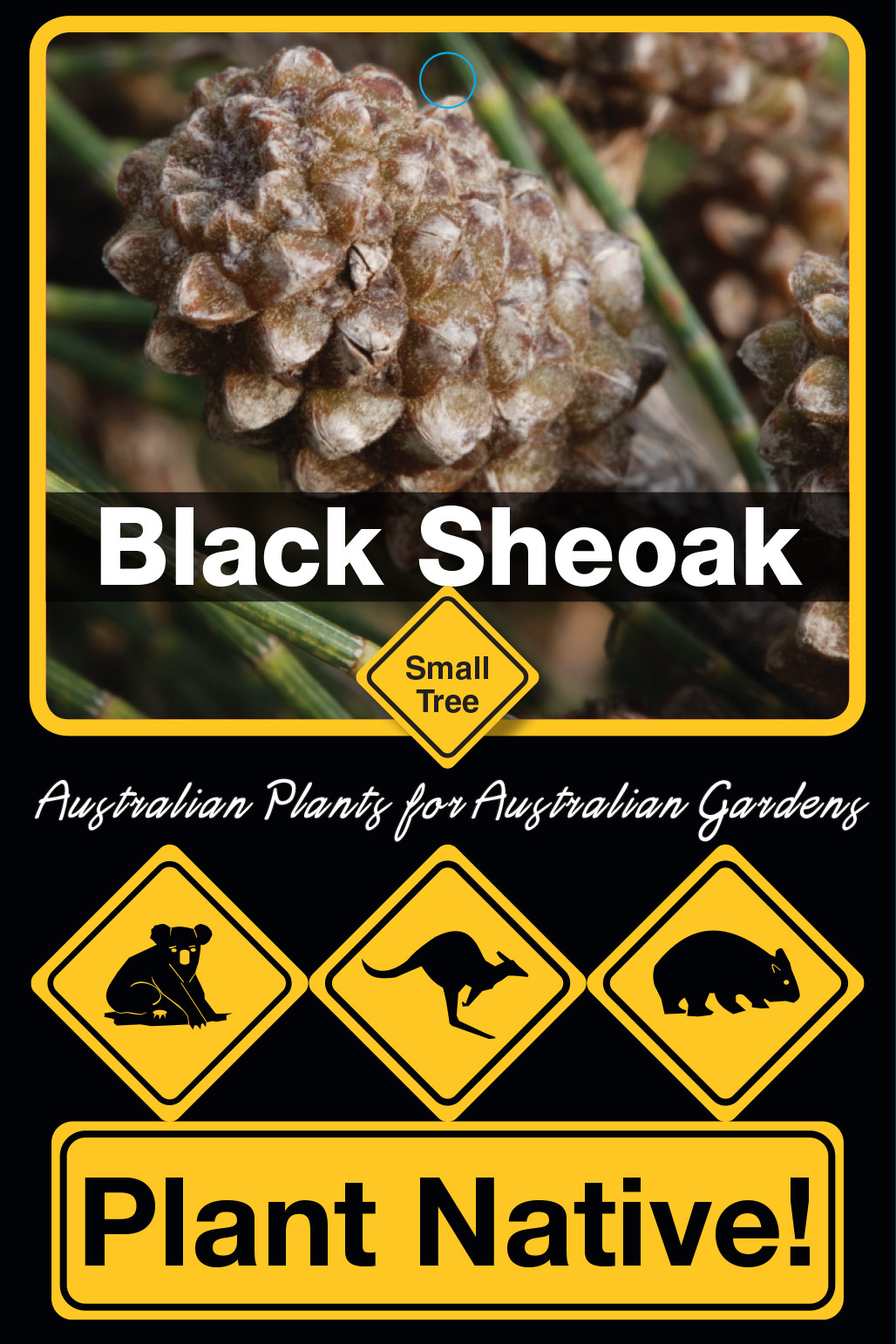 Black Sheoak - Plant Native!