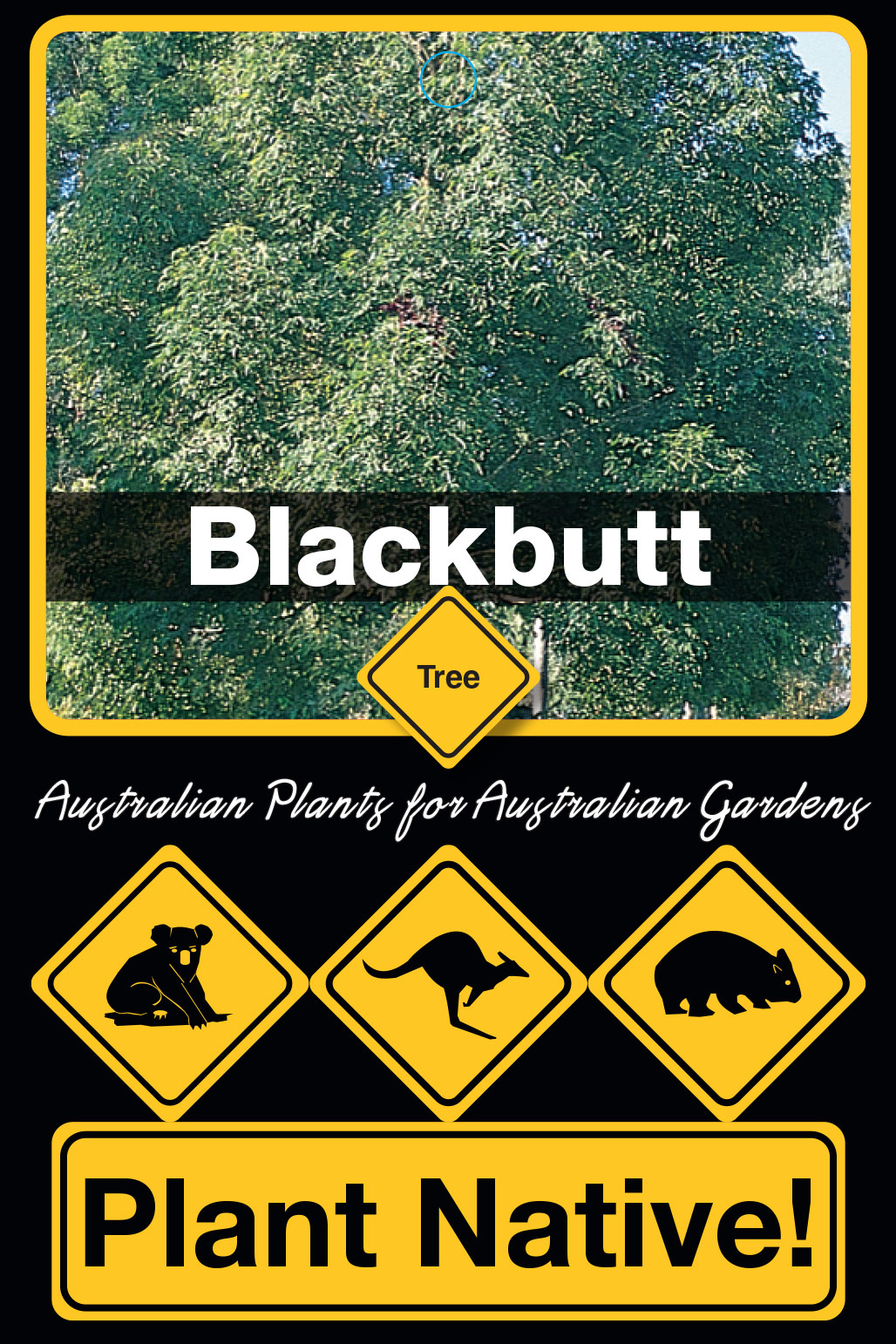 Blackbutt - Plant Native!