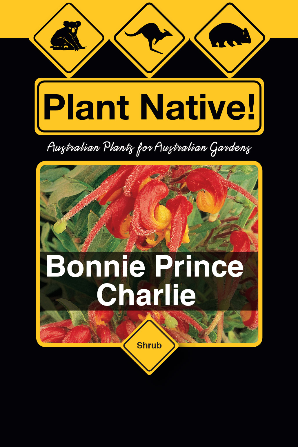 Bonnie Prince Charlie (Grevillea alpina x G. rosmarinifolia) - Plant ...