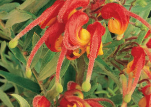 Bonnie Prince Charlie - Grevillea alpina x G. rosmarinifolia - Shrubs by Plant Native!