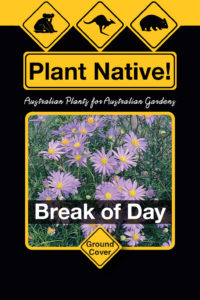 Break of Day (Brachyscome multifida select form) - Ground Covers Range by Plant Native!