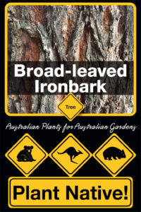Broad-leaved Ironbark- Eucalyptus fibrosa - Trees by Plant Native!