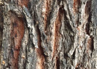 Broad-leaved Ironbark- Eucalyptus fibrosa - Trees by Plant Native!