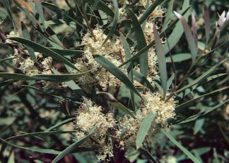 Bronze Age - Hakea salicifolia - Shrubs by Plant Native!