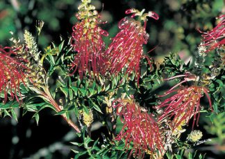 Bronze Rover (Grevillea acanthifolia x) - Ground Covers Range by Plant Native!
