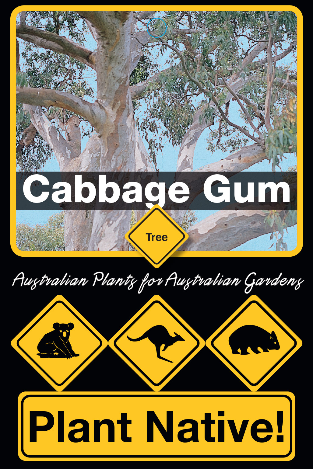 Cabbage Gum - Plant Native!