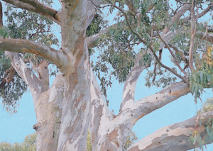 Cabbage Gum - Eucalyptus amplifolia - Tree range by Plant Native!
