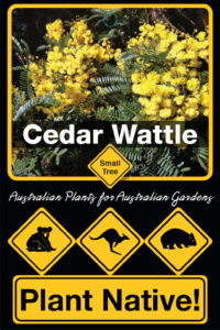 Cedar Wattle small tree by Plant Native!