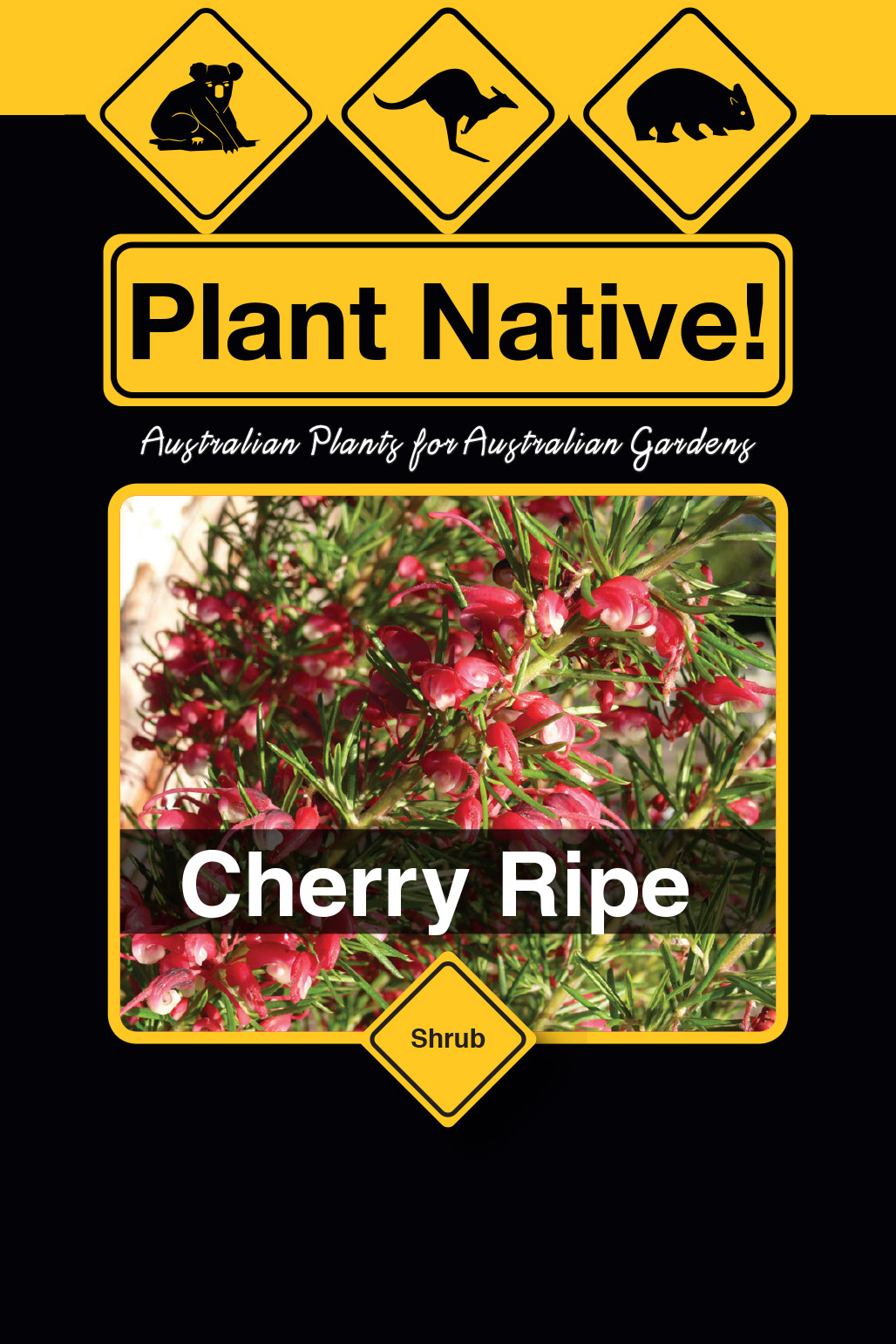 Cherry Ripe - Plant Native!