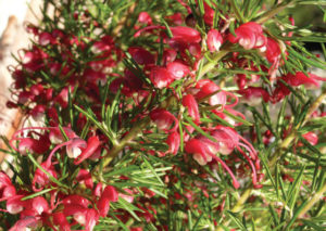 Cherry Ripe - Grevillea x lanigera x lavandulacea - Shrub by Plant Native!