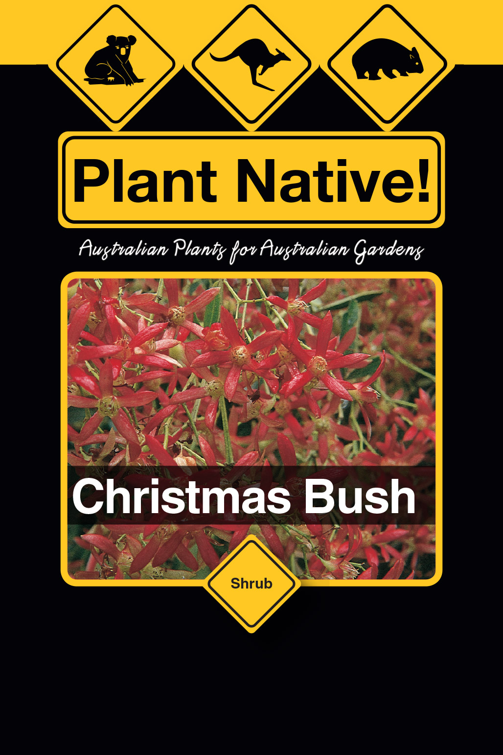 Christmas Bush - Plant Native!