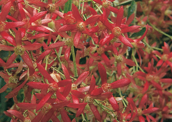Christmas Bush - Ceratopetalum gummifera Albery’s Red - Shrub by Plant Native!