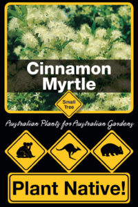 Cinnamon Myrtle - Backhousia myrtifolia - Small Tree range by Plant Native!