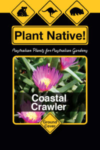 Coastal Crawler (Carpobrutus glaucescens) - Ground Covers Range by Plant Native!