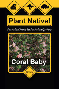 Coral Baby - Grevillea lavandulacea x G.chrysophaea - Shrubs by Plant Native!