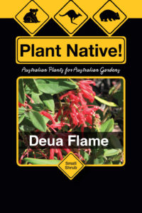 Deua Flame - Grevillea rhyolitica - Shrubs by Plant Native!