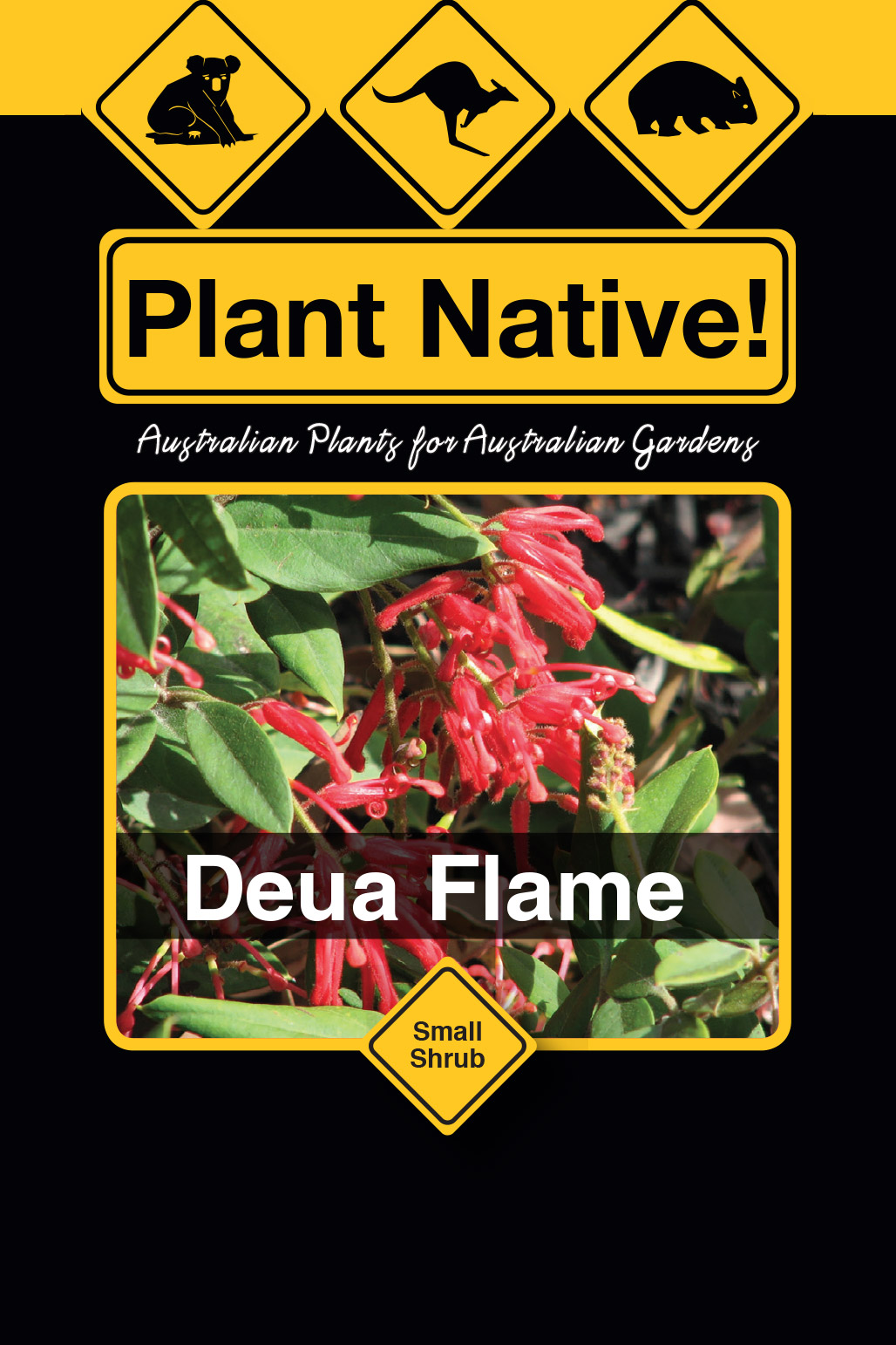 Deua Flame - Plant Native!