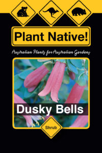 Dusky Bells - Correa reflexa x pulchella - Shrubs by Plant Native!