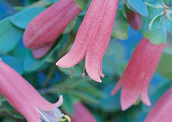 Dusky Bells - Correa reflexa x pulchella - Shrubs by Plant Native!