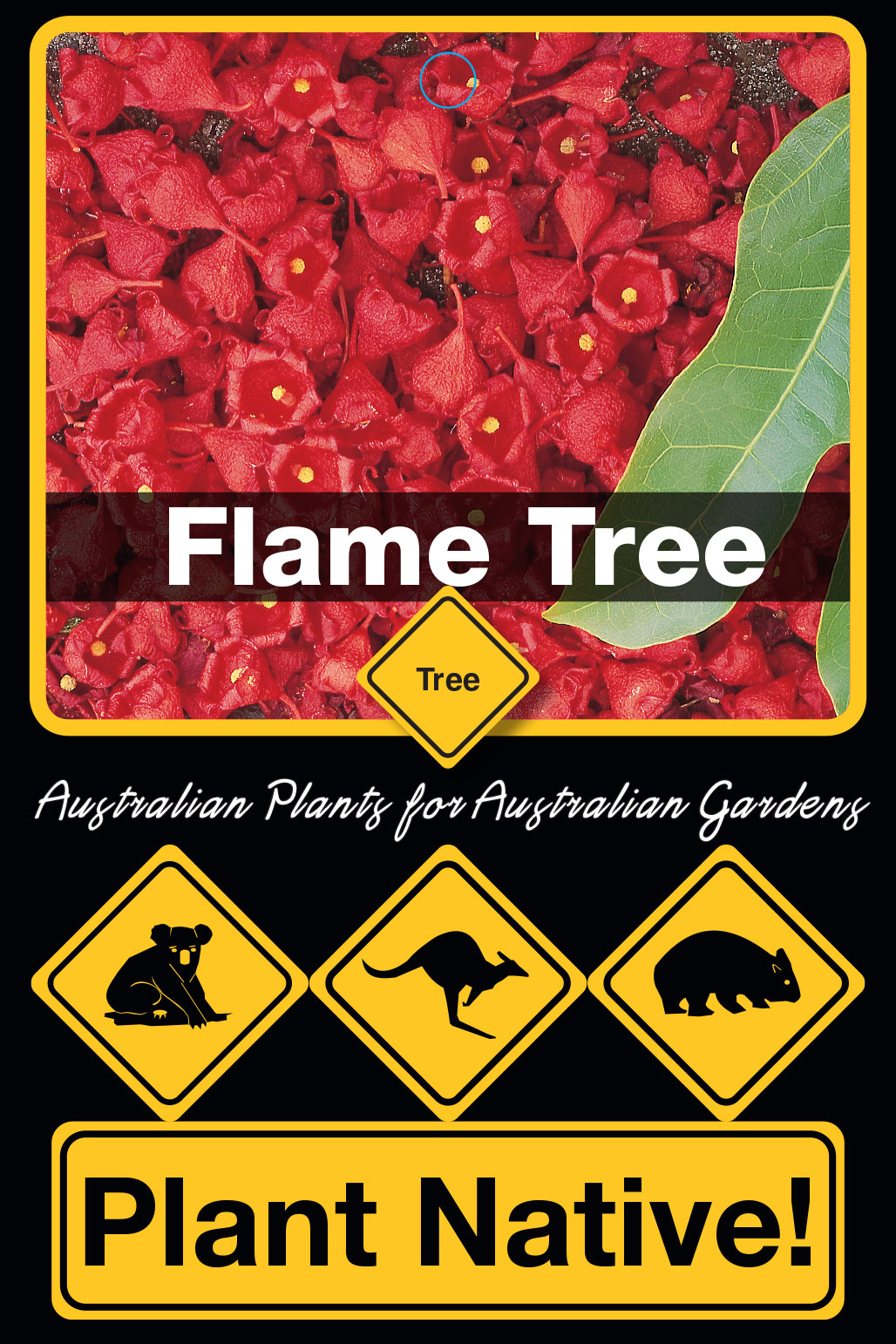 Flame Tree - Plant Native!
