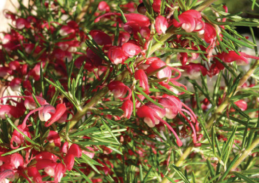 Australian Native Small Shrub Range by Plant Native!