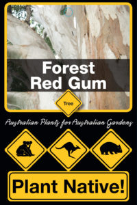 Forest Red Gum - Eucalyptus tereticornis - Trees by Plant Native!