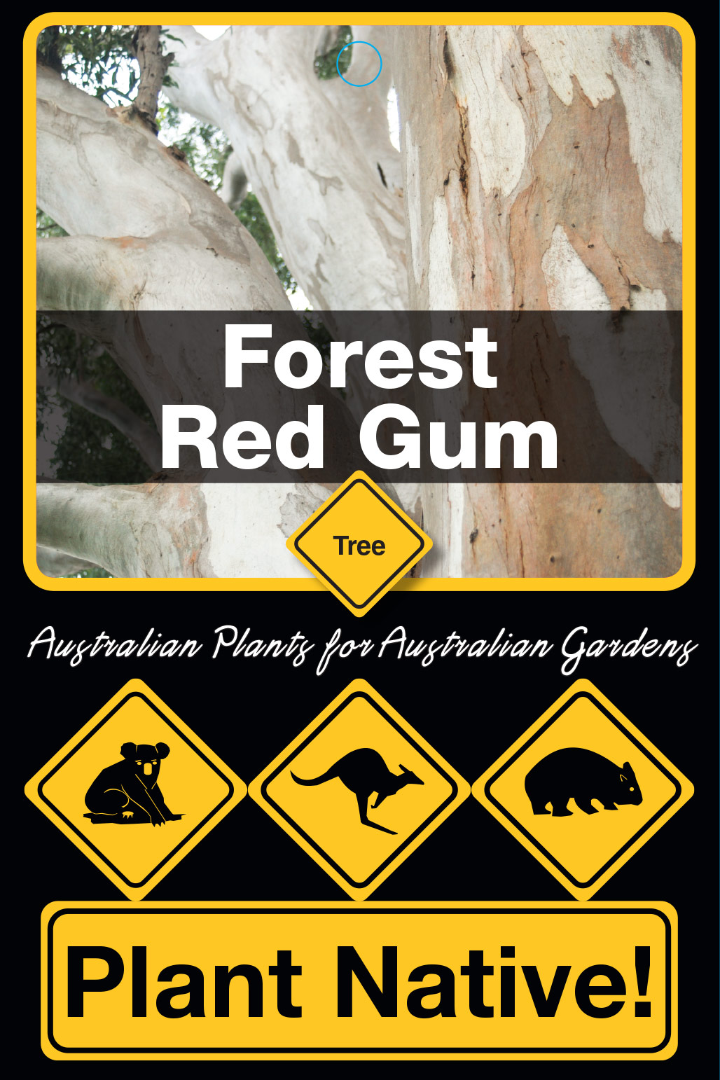 Forest Red Gum - Plant Native!