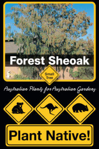 Forest Sheoak - Allocasuarina torulosa - Small Tree range by Plant Native!