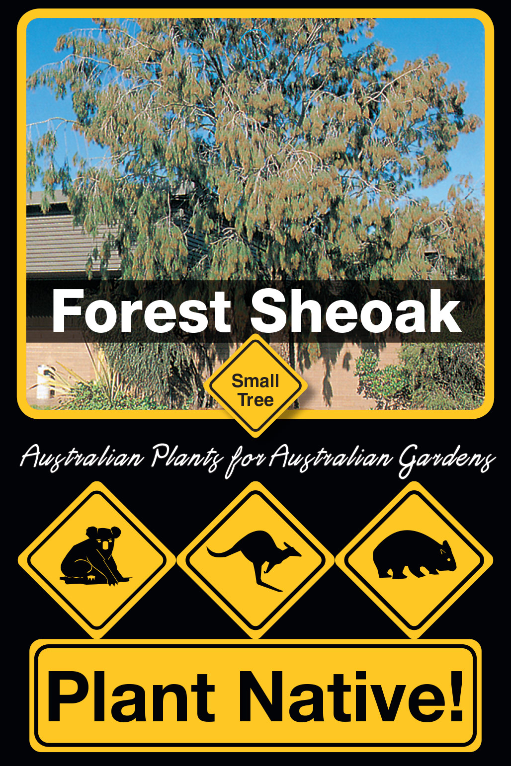 Forest Sheoak - Plant Native!