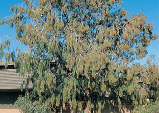 Forest Sheoak - Allocasuarina torulosa - Small Tree range by Plant Native!