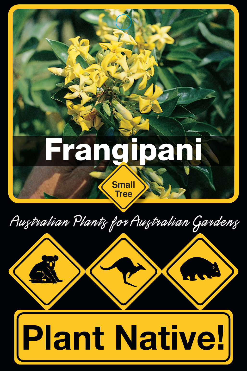 Frangipani - Plant Native! Frangipani - Plant Native!