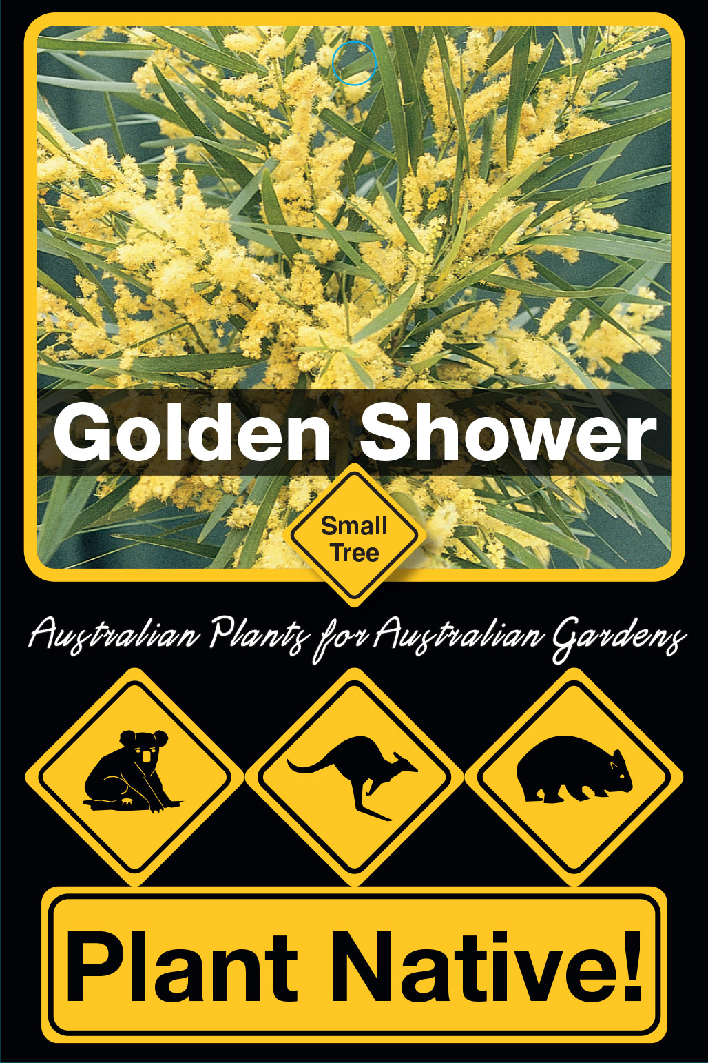 Golden Shower - Plant Native!
