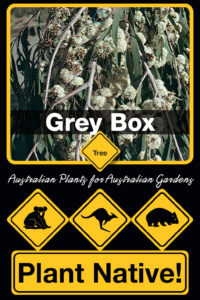 Grey Box - Eucalyptus moluccana - Trees by Plant Native!