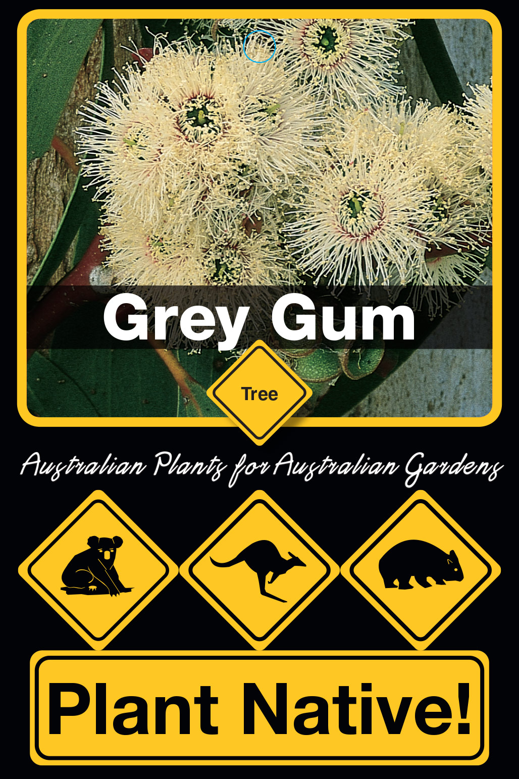 Grey Gum - Plant Native!