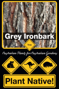 Grey Ironbark - Eucalyptus paniculata - Trees by Plant Native!