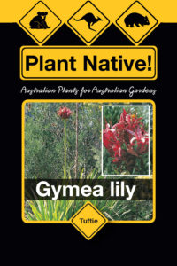 Gymea lily - Doryanthes excelsa - Tuftie Range by Plant Native!