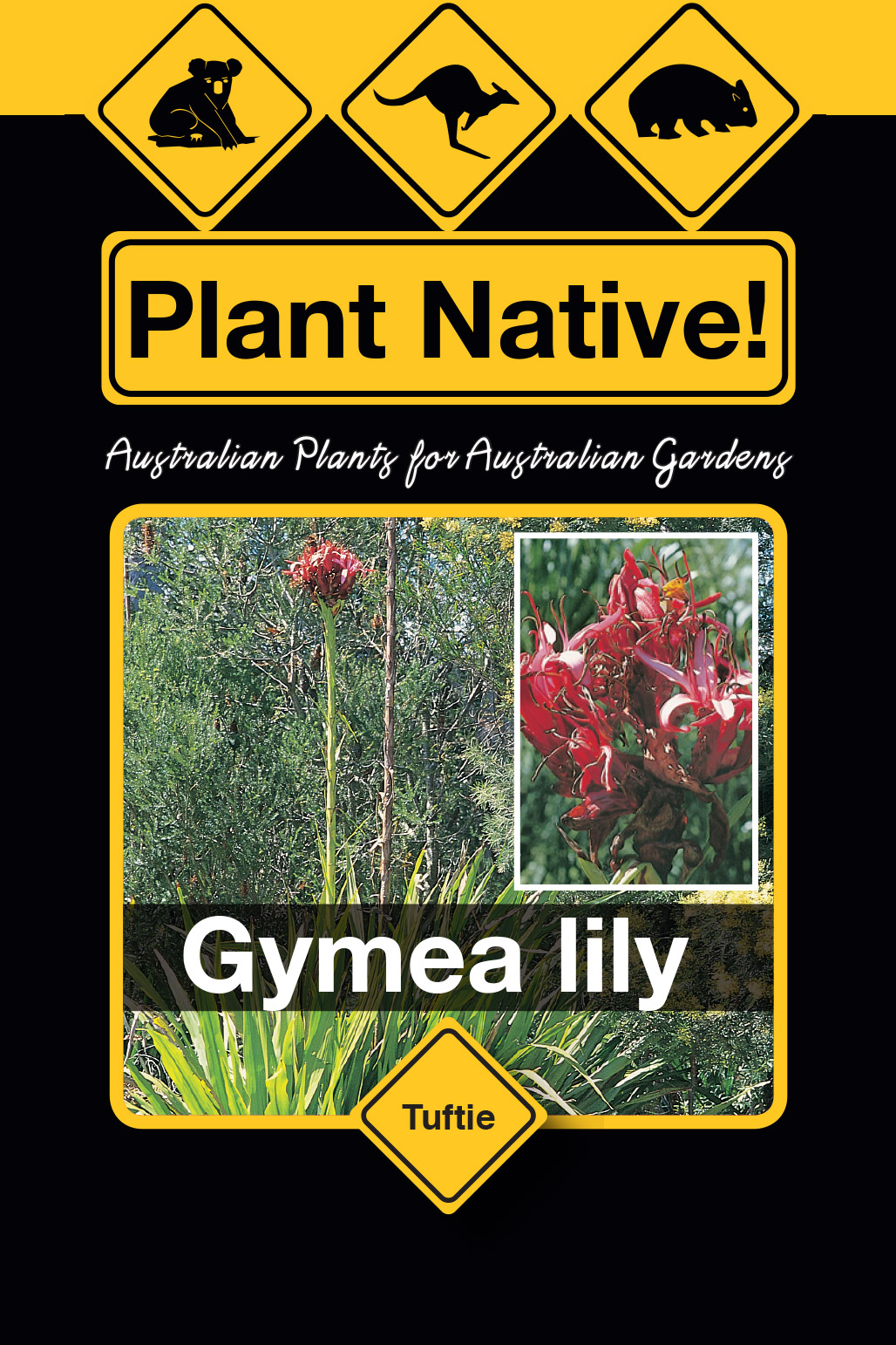 Gymea lily (Doryanthes excelsa) Australian Native Tuftie by Plant Native!