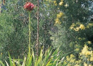Gymea lily - Doryanthes excelsa - Tuftie Range by Plant Native!