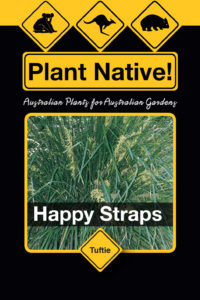 Happy Straps - Lomandra hystrix select form - Tuftie Range by Plant Native!