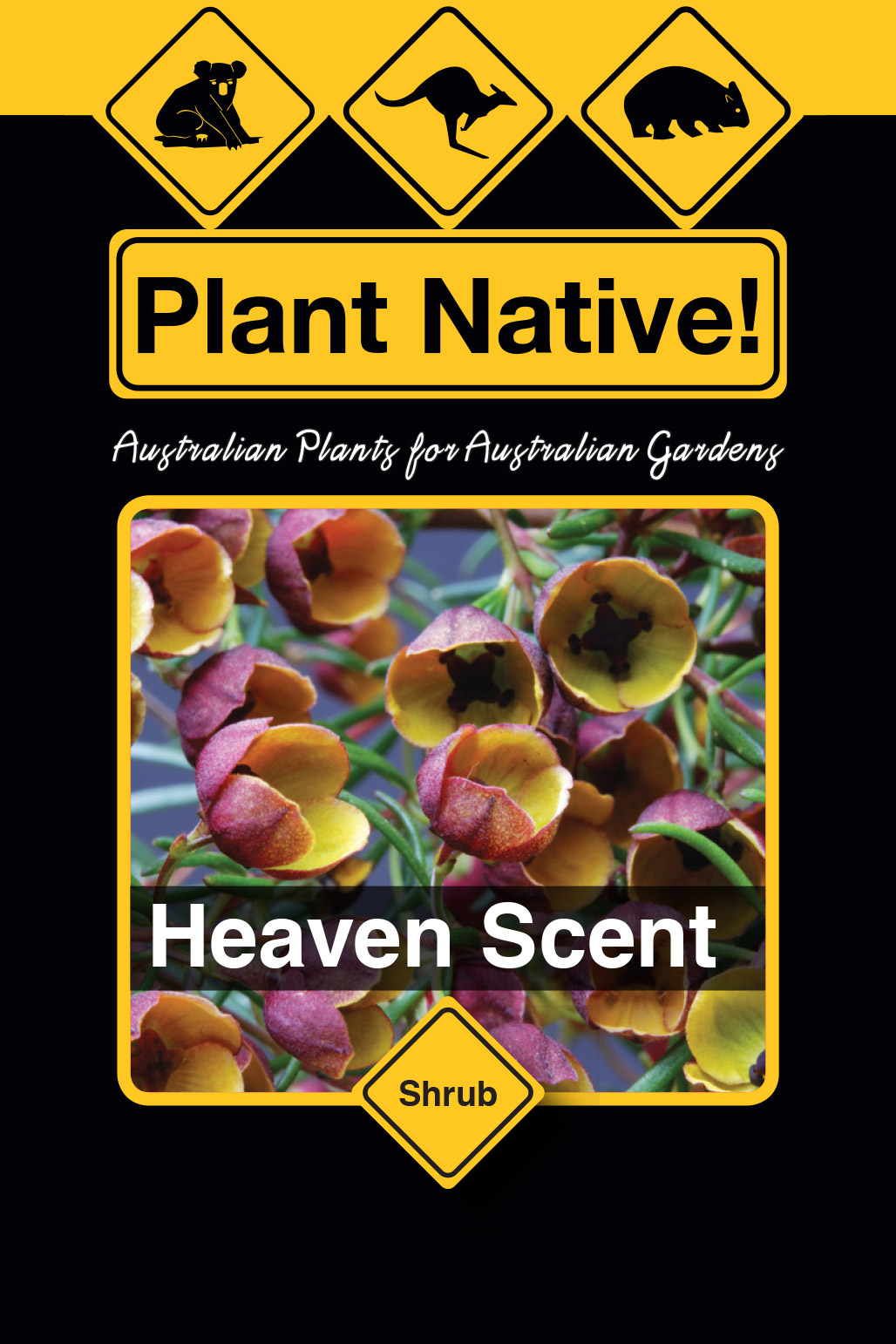 Heaven Scent - Plant Native!